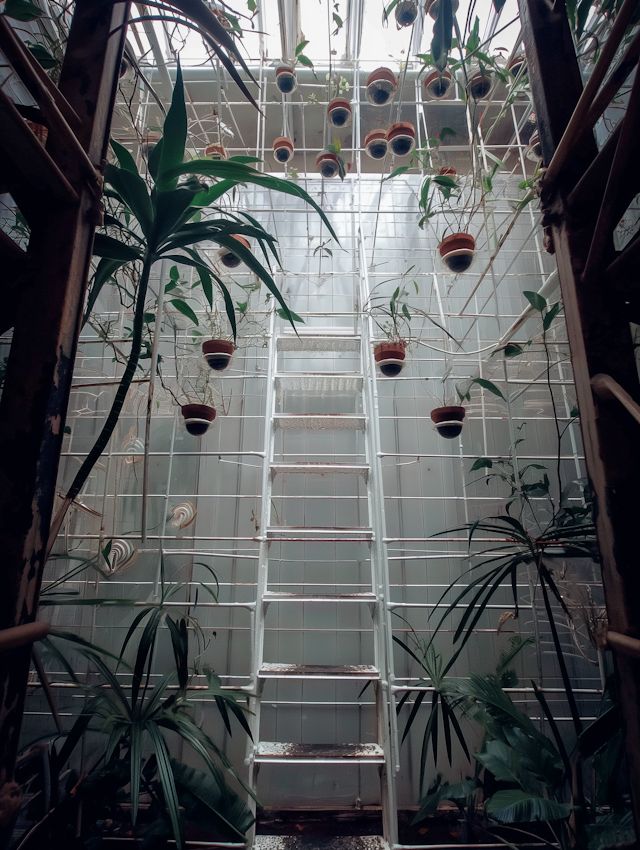 Serene Indoor Garden with Metal Ladder