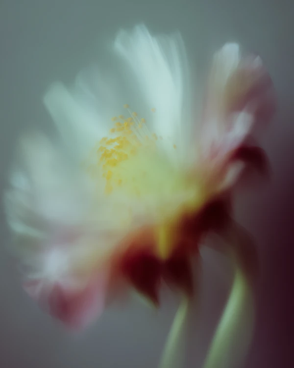 Delicate Flower Bloom