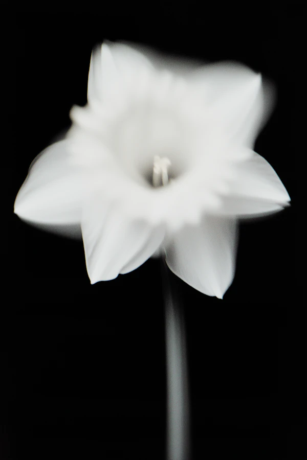 Ethereal White Flower
