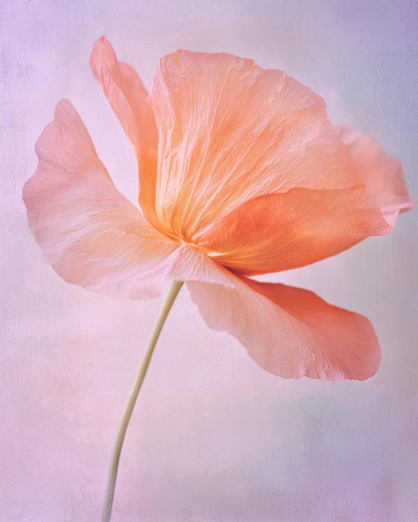 Peach Poppy Close-Up