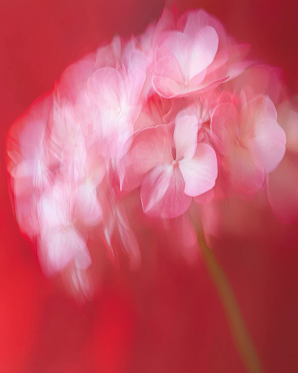 Dreamy Pink Hydrangeas