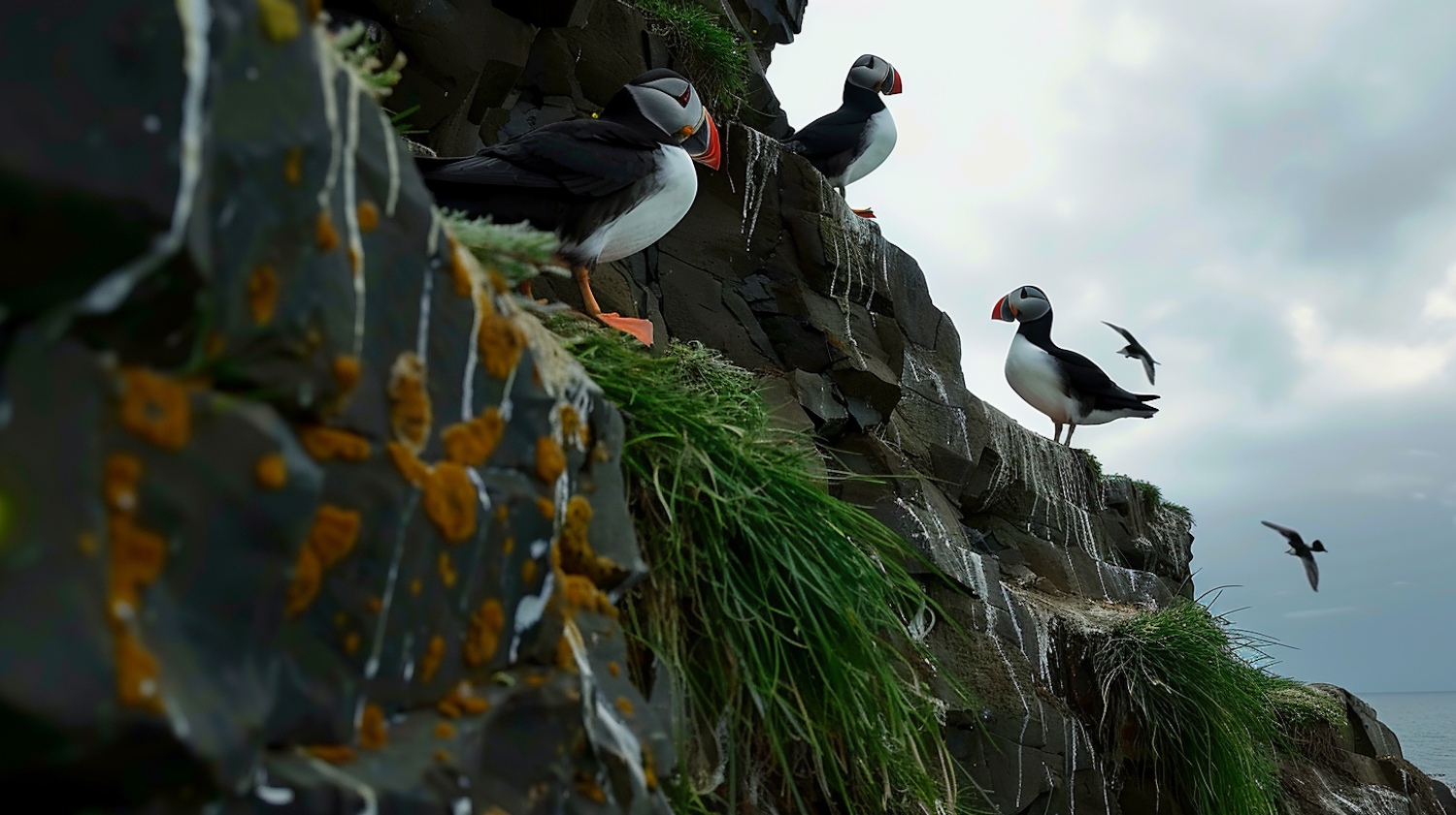 Puffins on a Cliffside