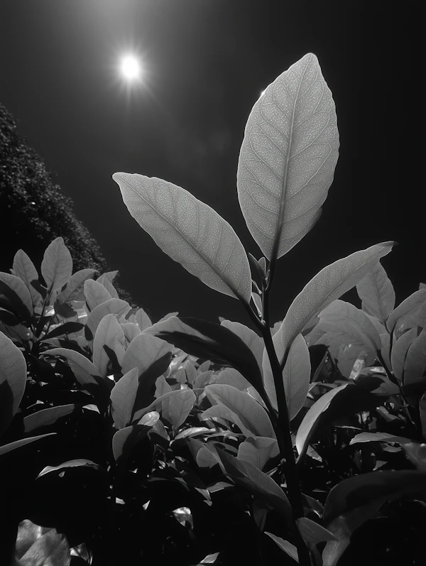 Monochrome Plant Leaves