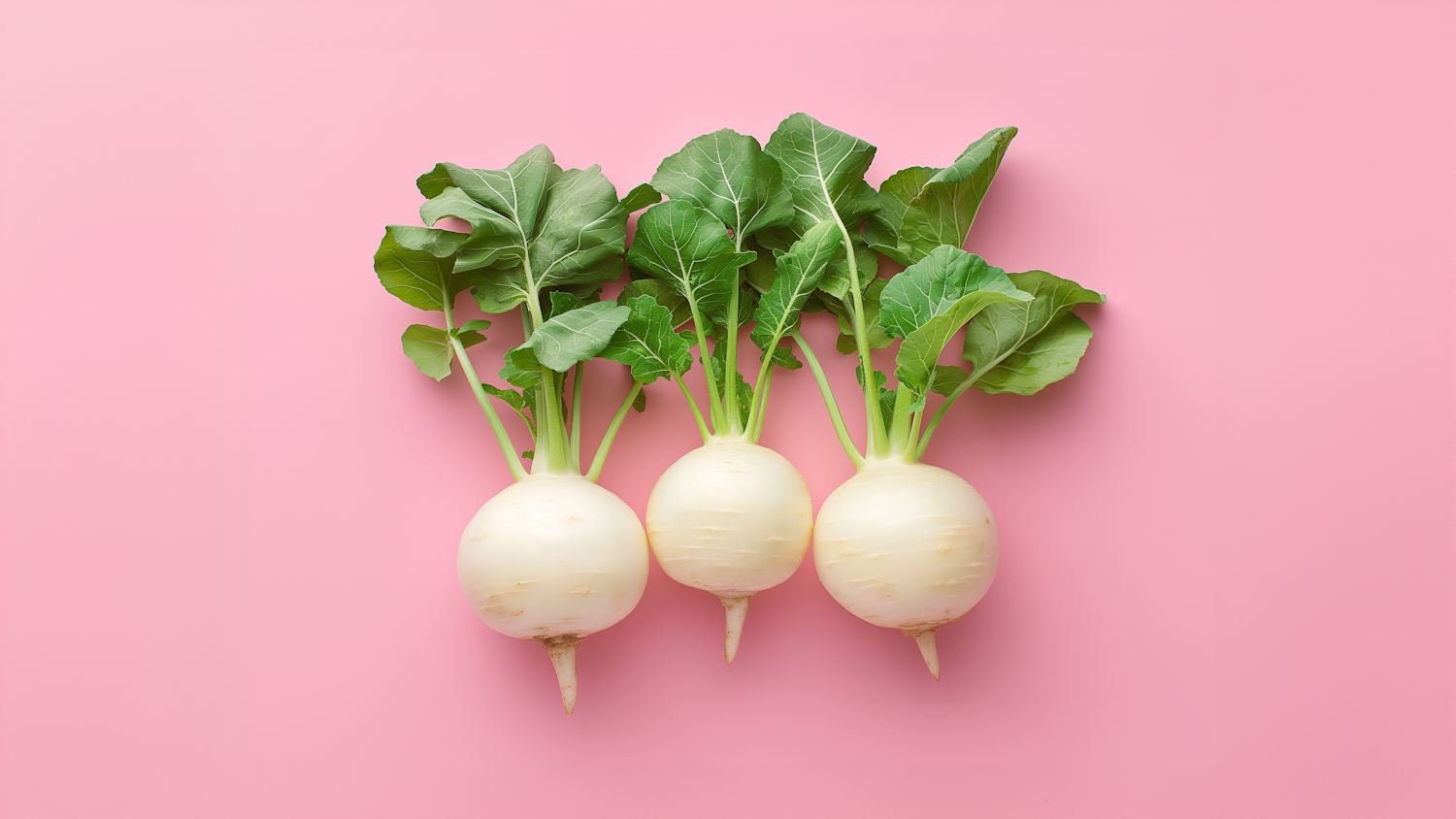 Freshly Harvested Turnips on Pink