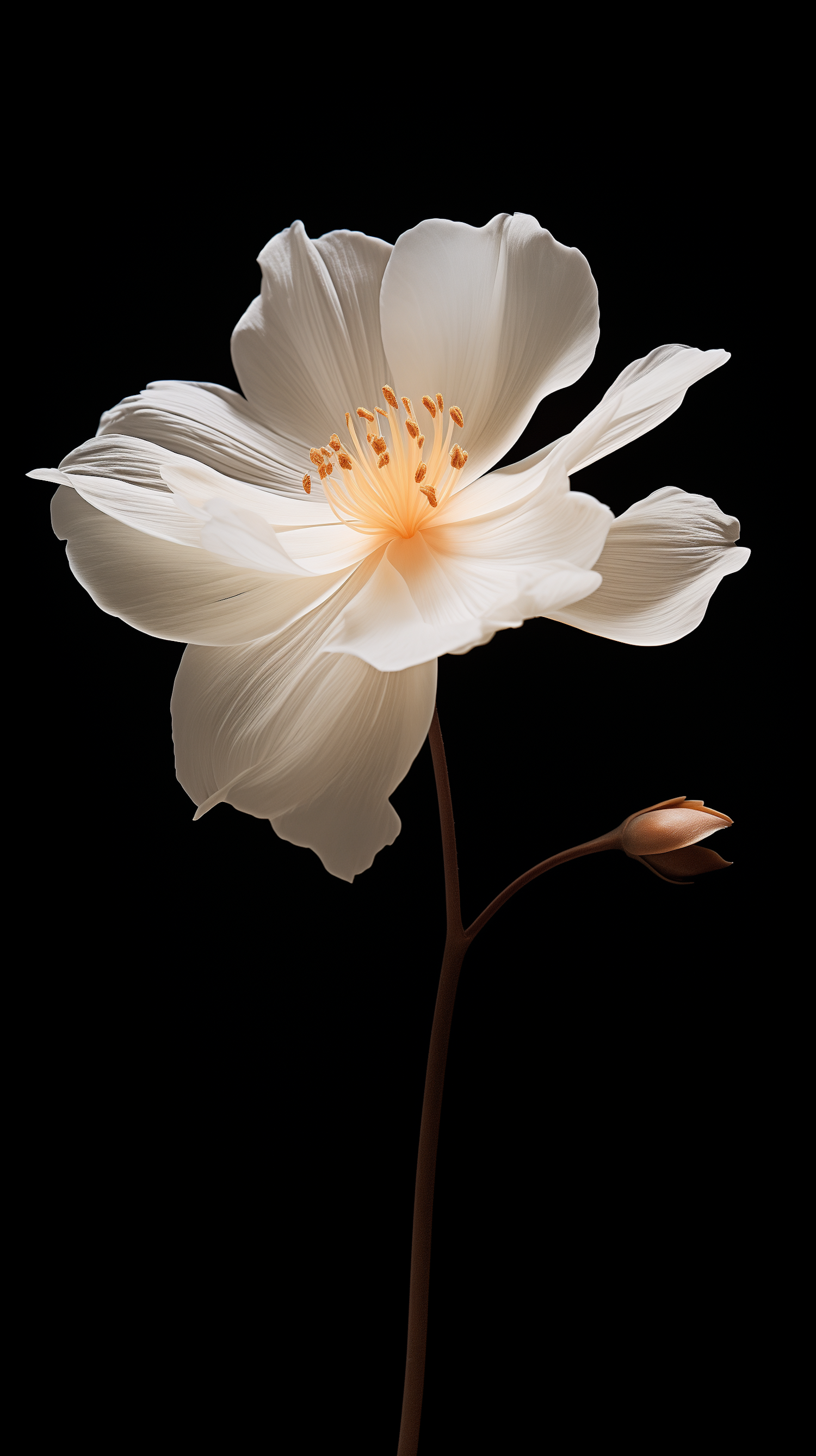 Elegance in Monochrome: A Study of a Translucent White Blossom