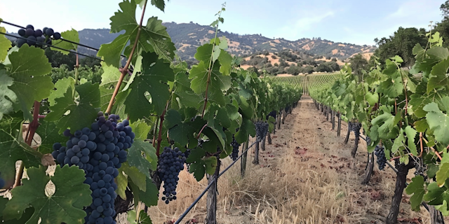 Lush Vineyard with Ripe Grapes