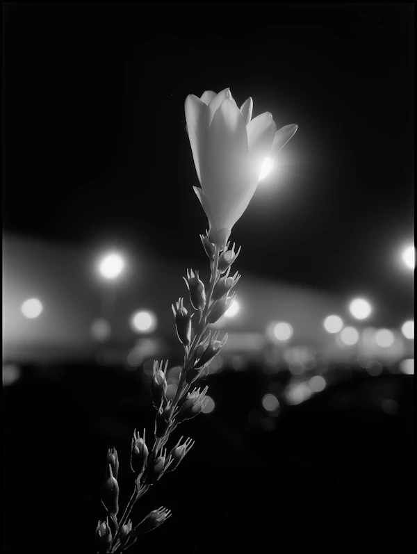 Black-and-White Flower