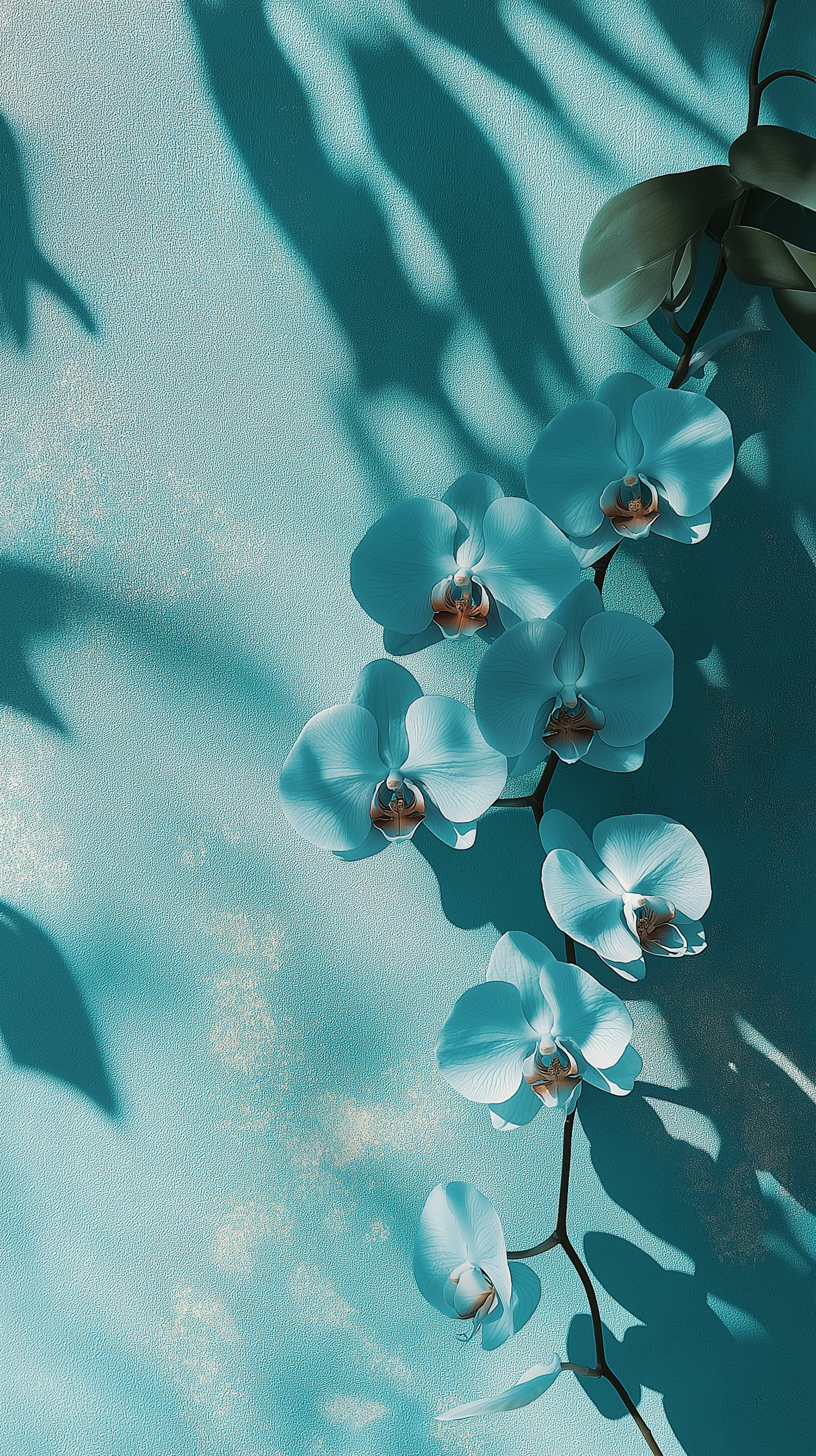 Turquoise Orchids on Teal