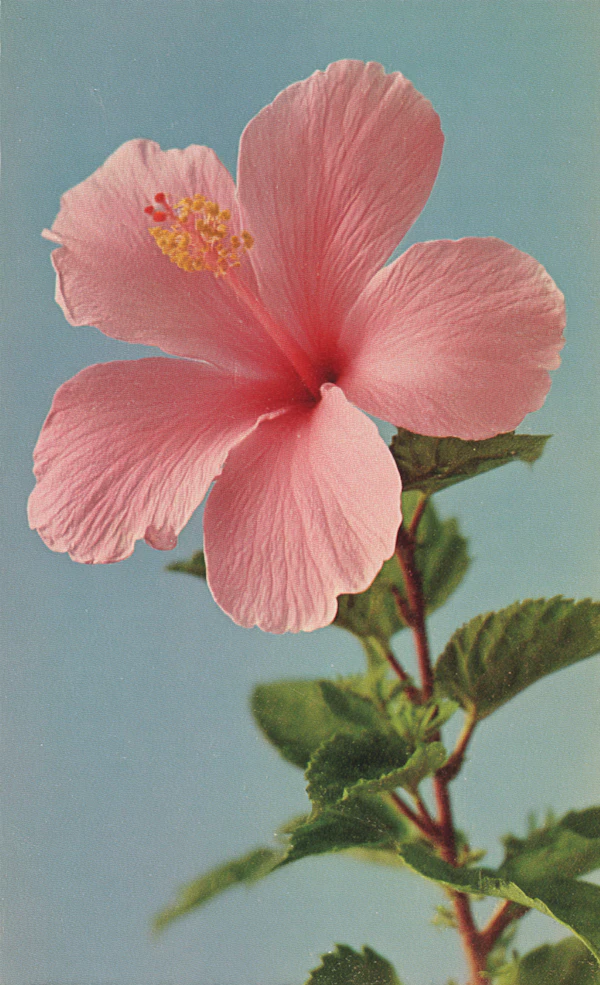 Vibrant Pink Hibiscus