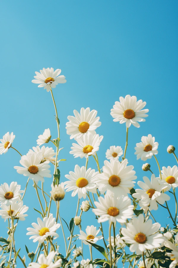 Daisies Under Blue Sky
