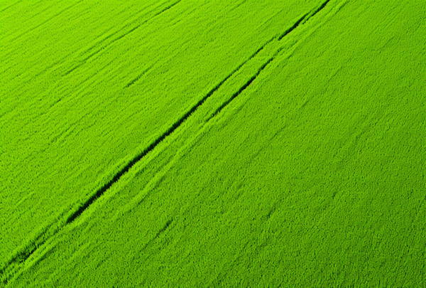 Verdant Crop Fields with Tractor Tracks