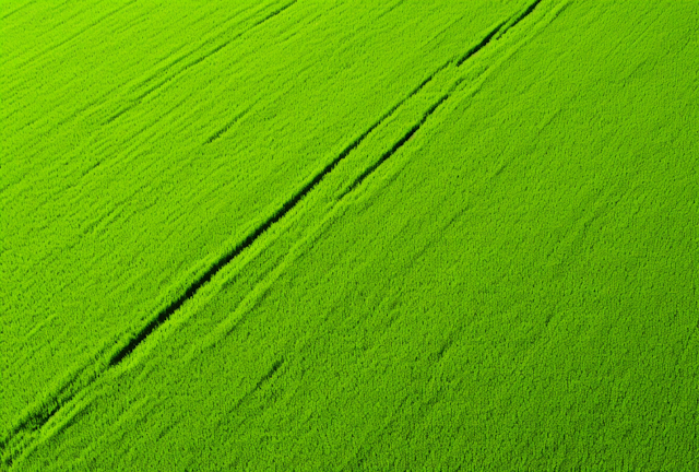 Verdant Crop Fields with Tractor Tracks