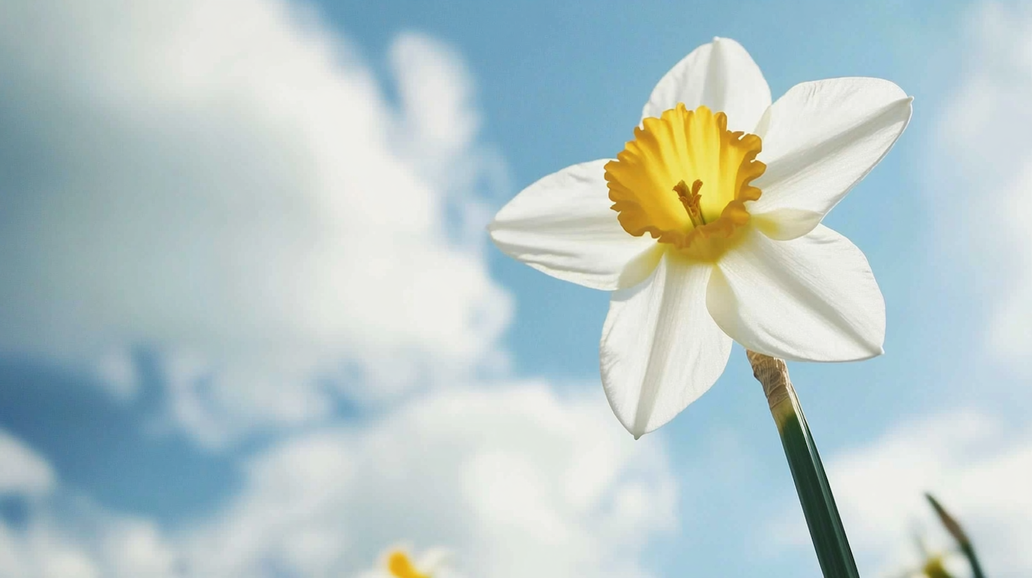 Daffodil Against Blue Sky