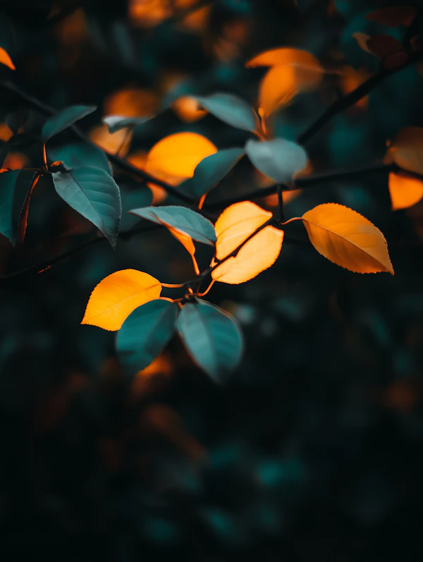 Autumn Leaves Close-Up