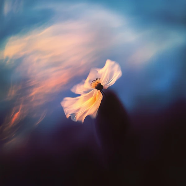 Ethereal White Flower