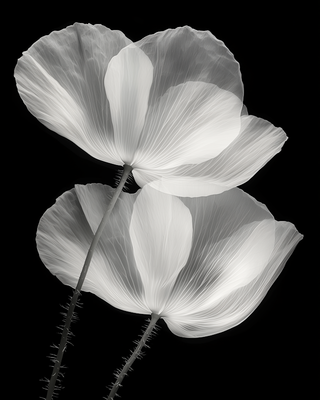 Delicate Poppy Flowers