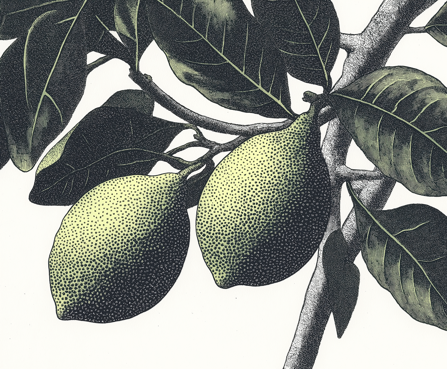 Vintage Botanical Illustration of Lemons