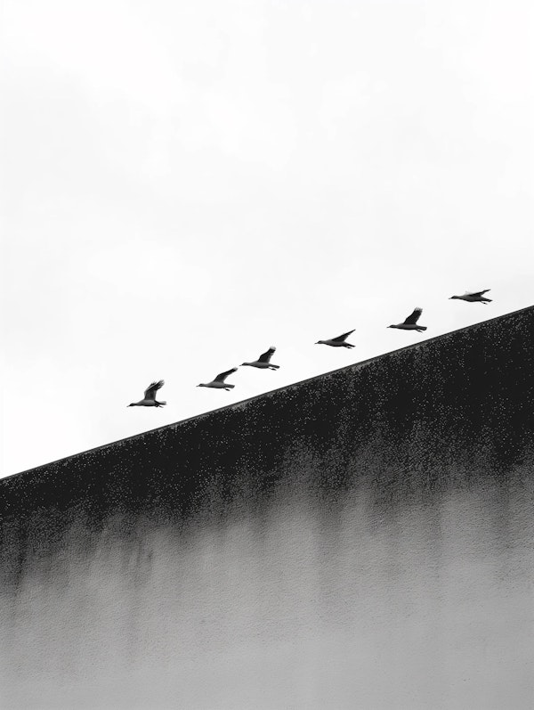 Flying Pelicans in Monochrome