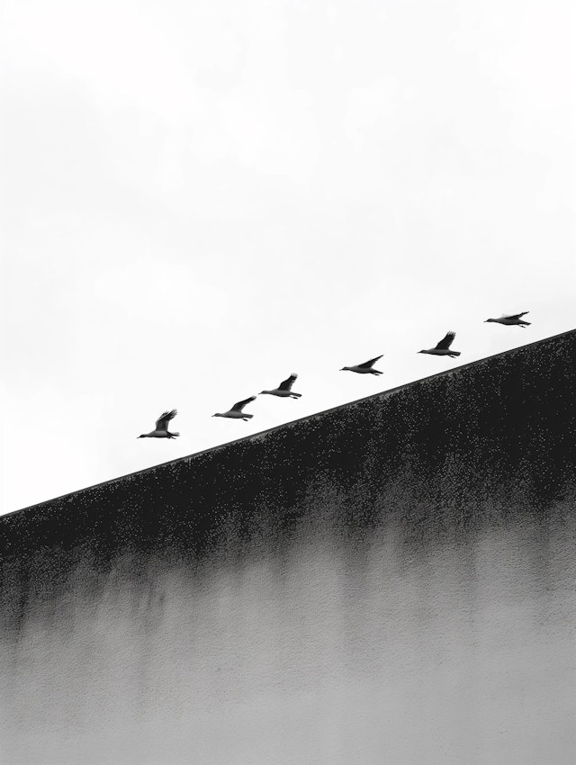 Flying Pelicans in Monochrome