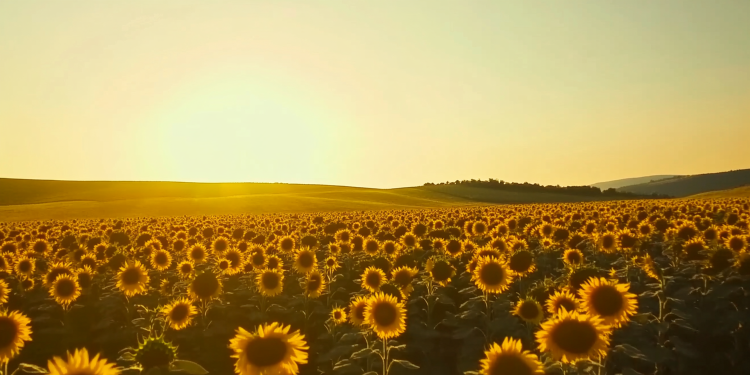 Sunset Sunflower Field