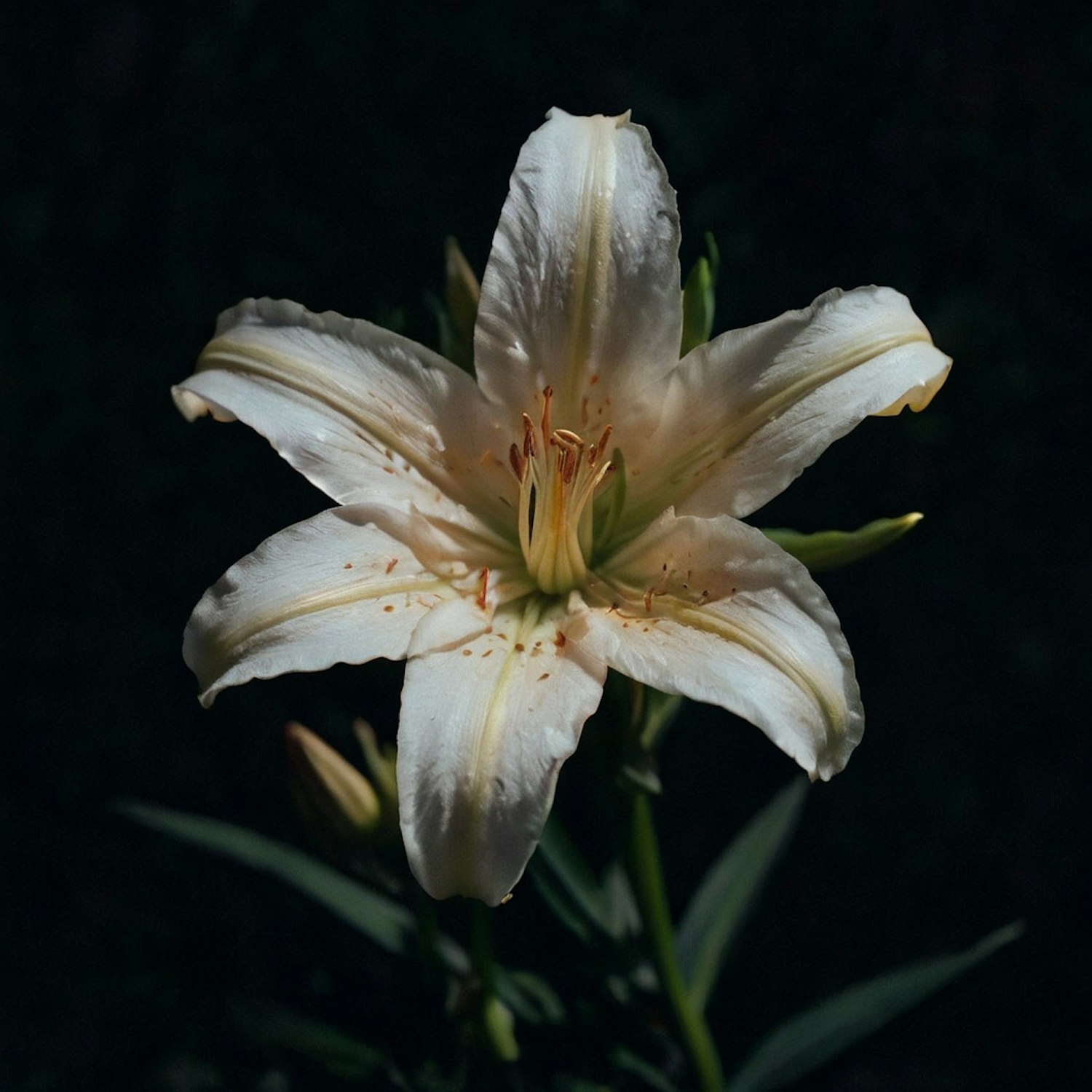 White Lily in Bloom