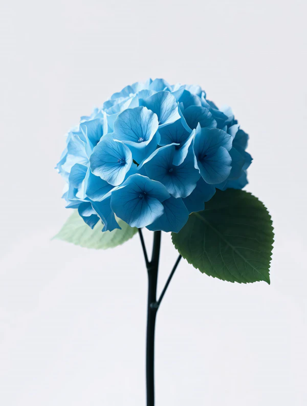 Blue Hydrangea Close-Up