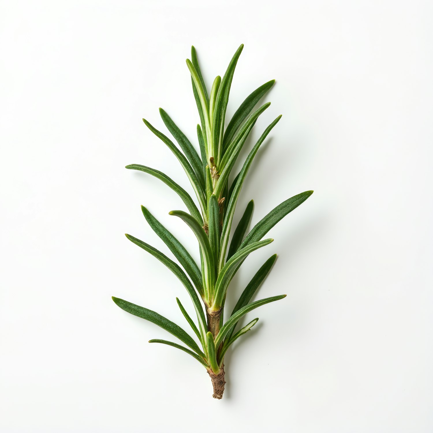 Rosemary Sprig on Light Background