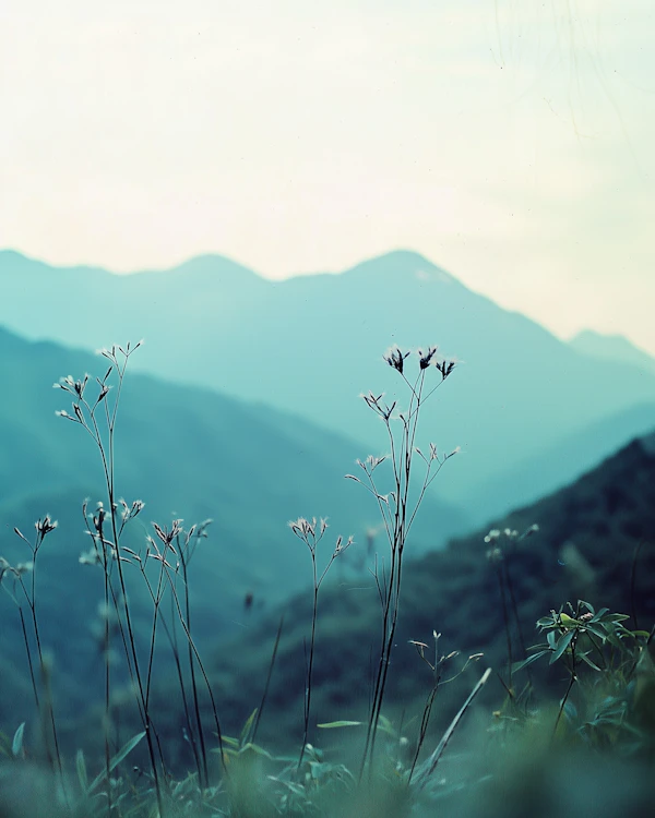 Wildflowers and Mountains