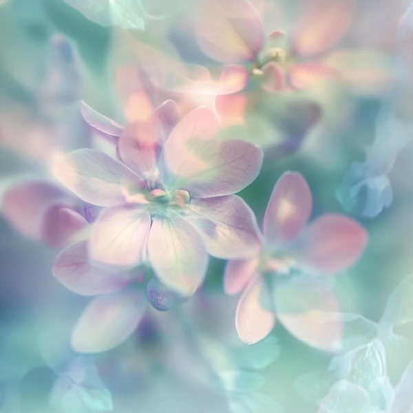 Pastel Flower Dreamscape
