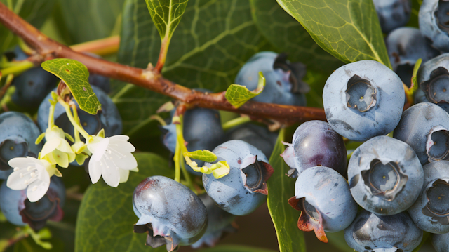 Ripe Blueberries on Branch