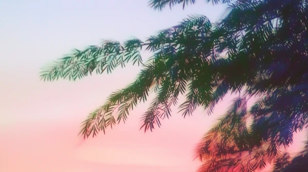 Tropical Sunset Silhouette