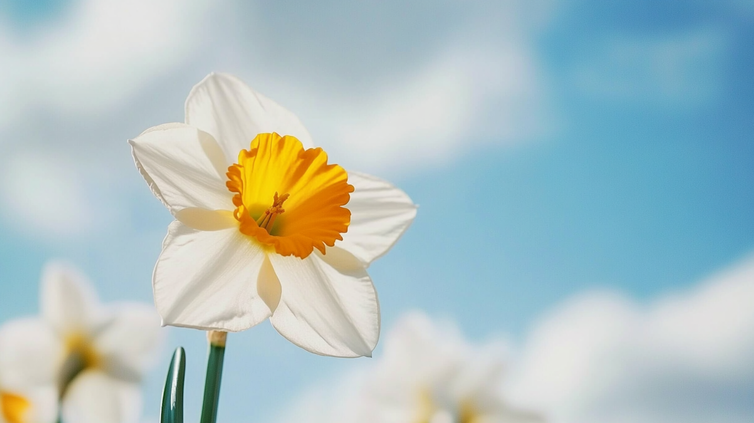 Daffodil Close-Up Against Blue Sky