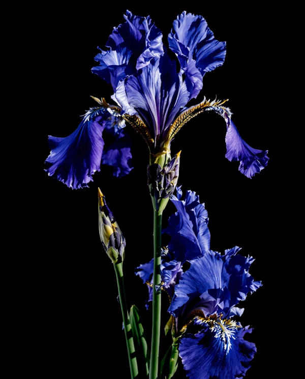 Blooming Iris Close-Up