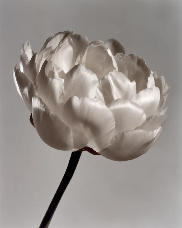 Elegant White Peony
