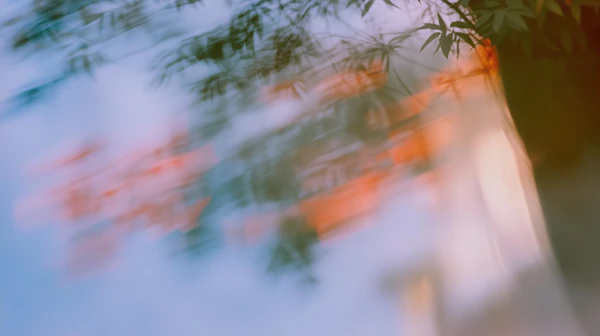 Blurred Tree Foliage