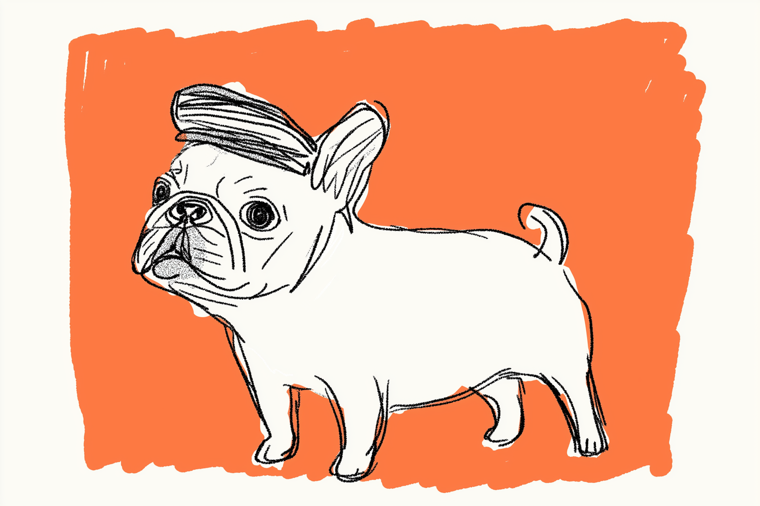 French Bulldog Sketch on Orange Background