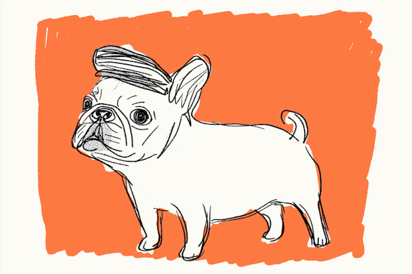 French Bulldog Sketch on Orange Background