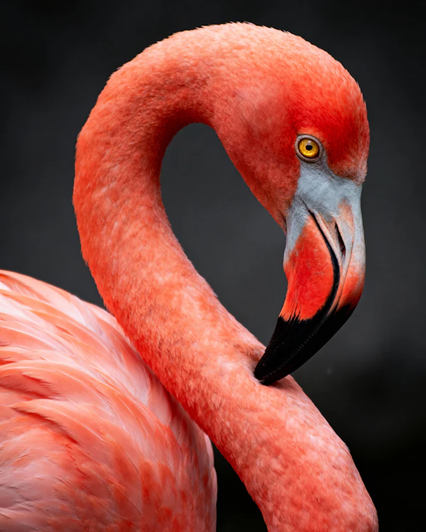Graceful Flamingo Close-Up