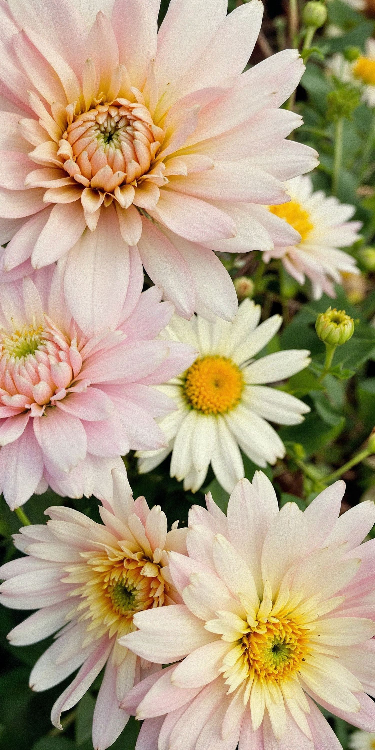 Close-up of Pink Dahlias