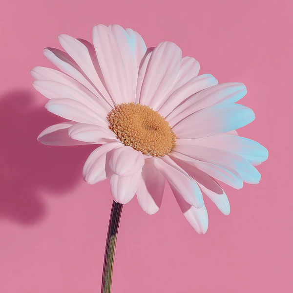 Daisy on Pink