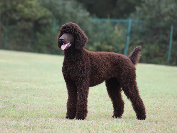 Curly-Coated Dog