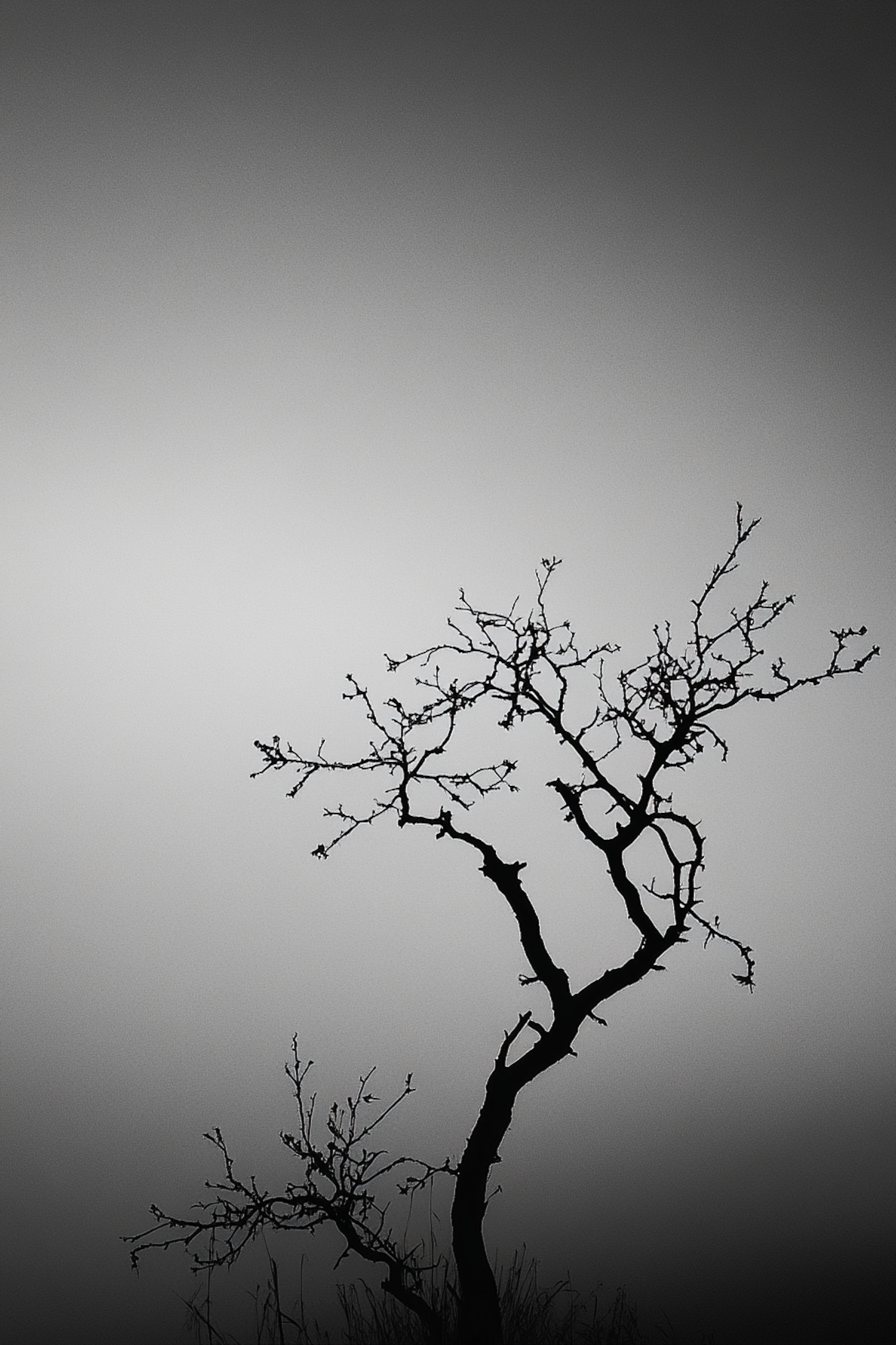 Solitary Tree Silhouette