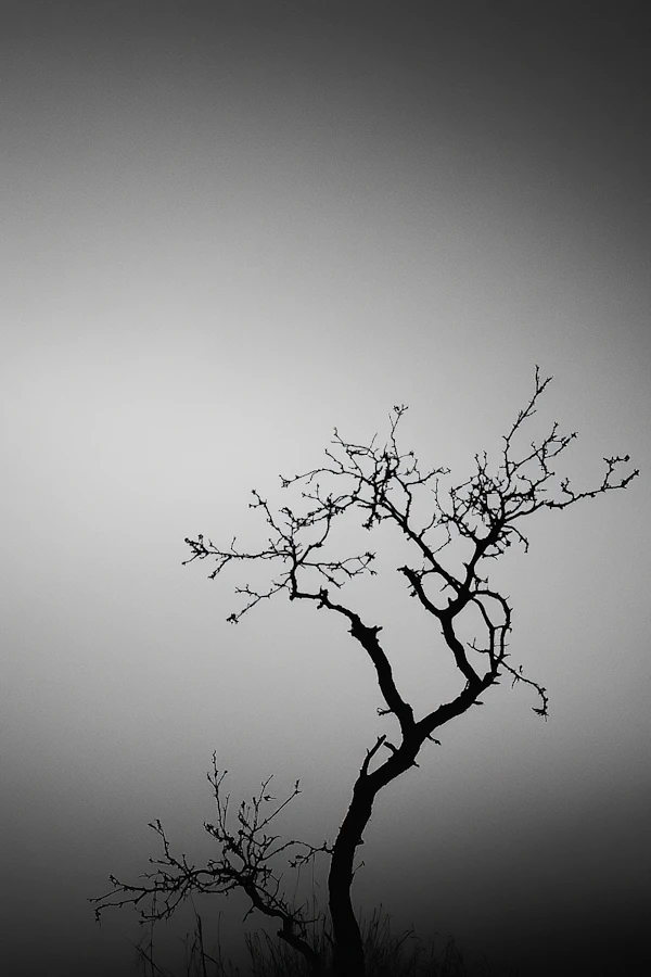 Solitary Tree Silhouette