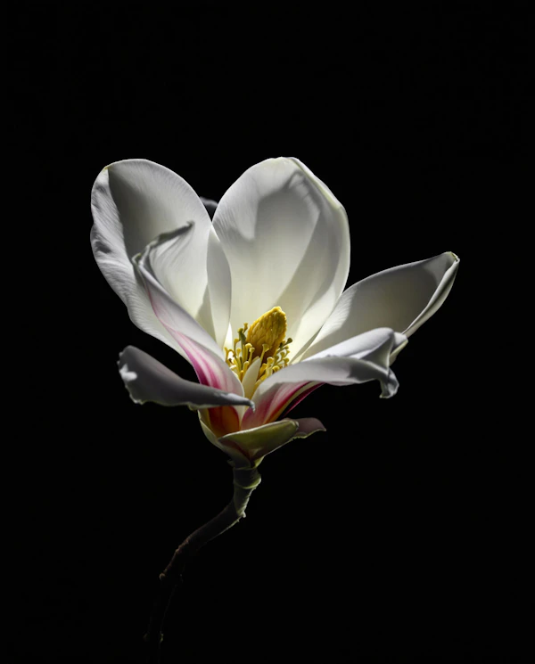 Magnolia Close-Up