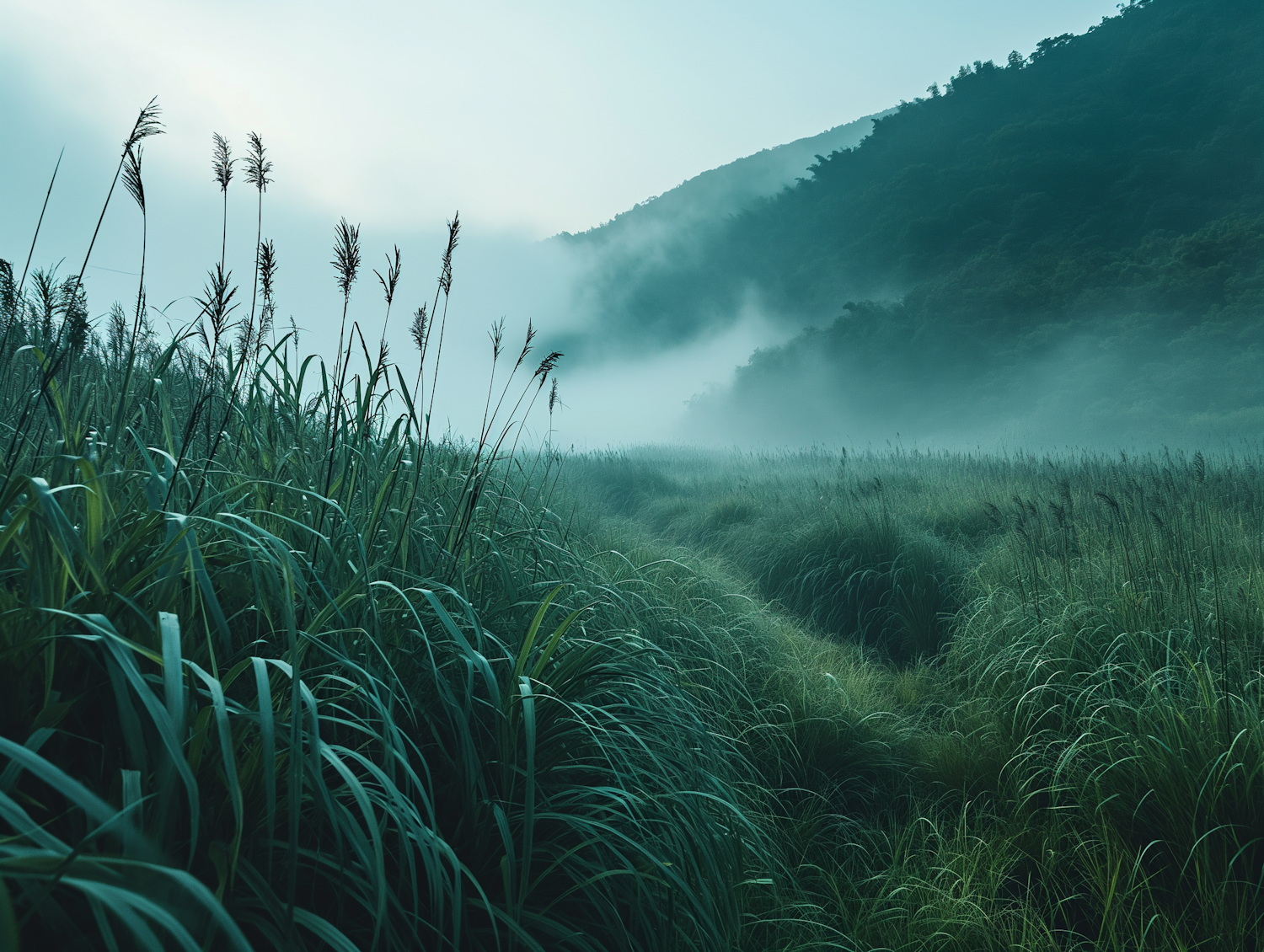 Misty Morning in the Grasslands