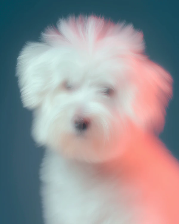 Dreamy Fluffy Dog