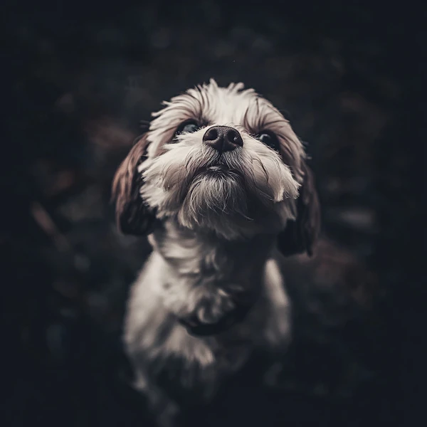 Curious Fluffy Dog