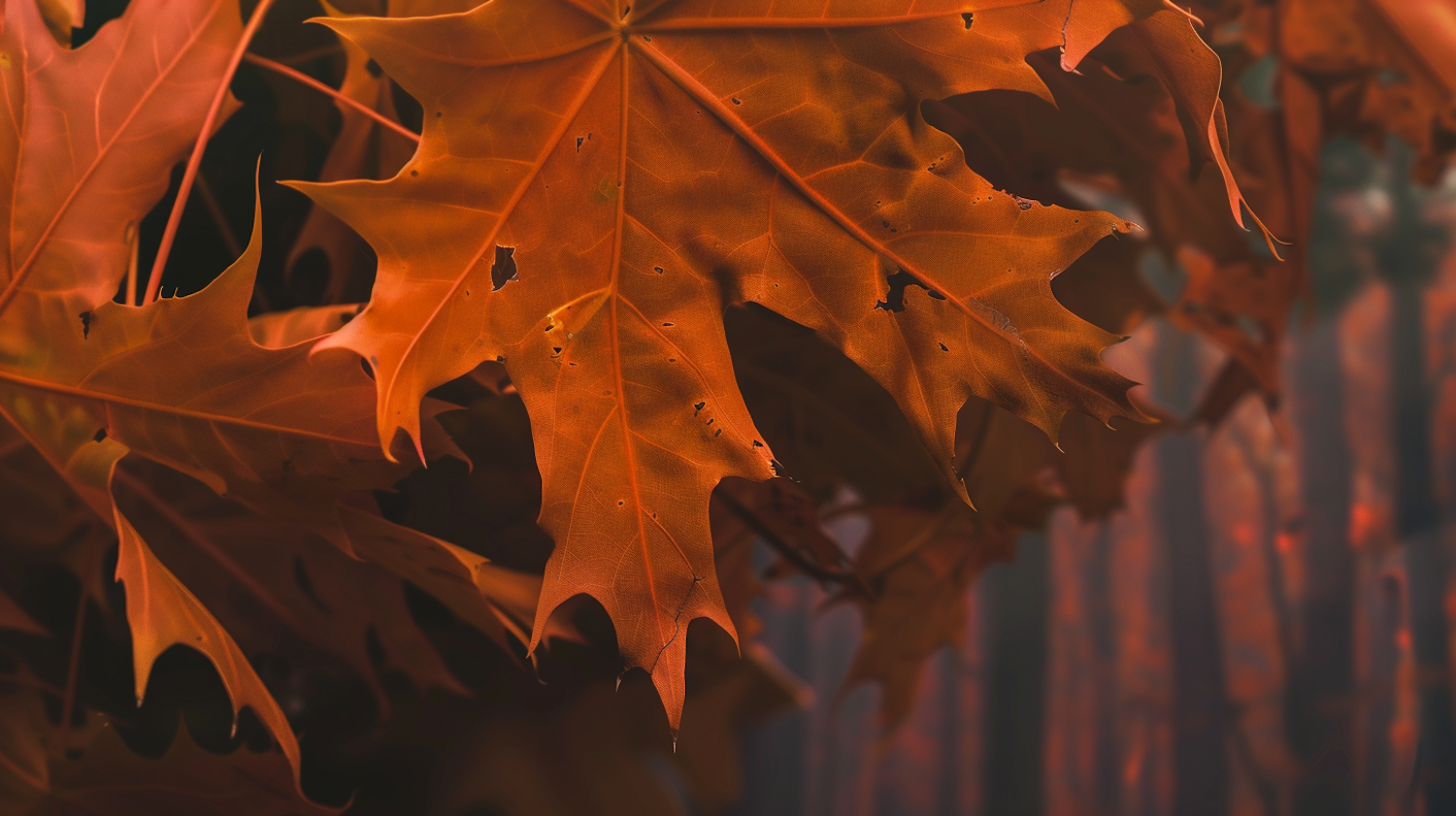 Autumn Leaves Close-Up