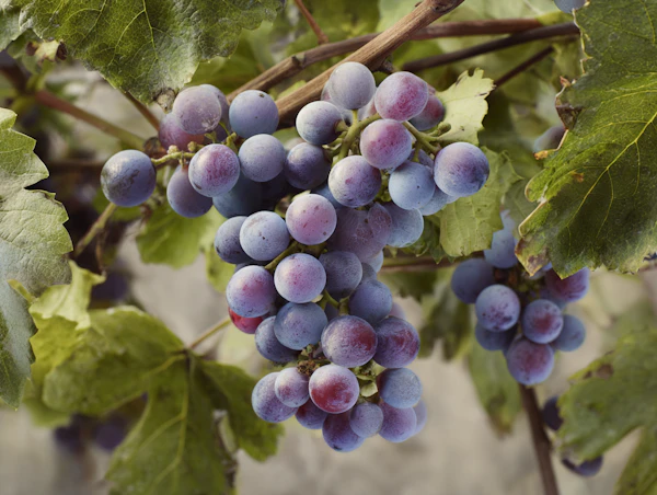 Cluster of Ripe Grapes