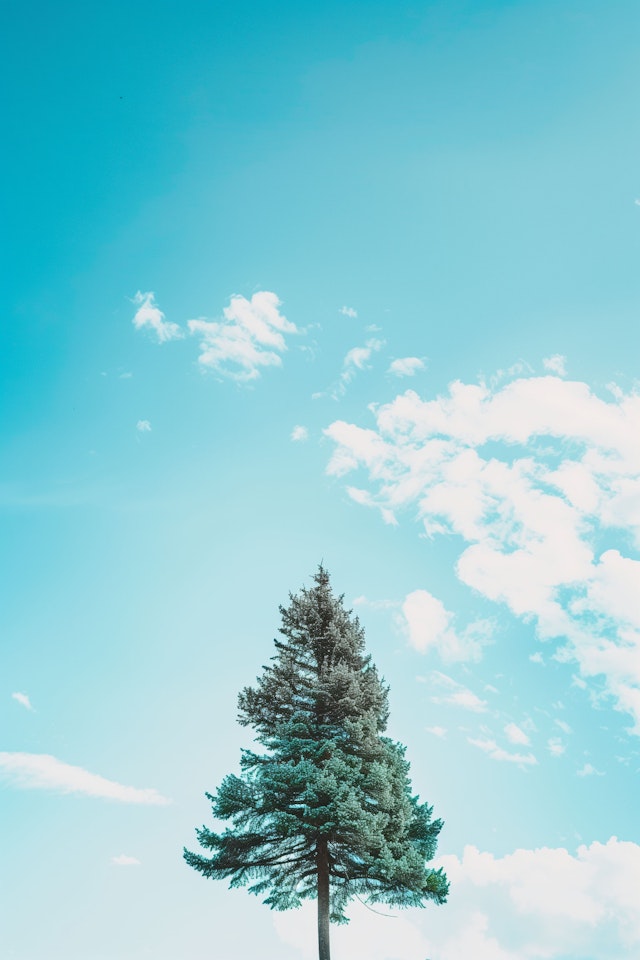 Lone Pine Against a Vibrant Sky